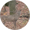 Mike Kloeppel profile picture